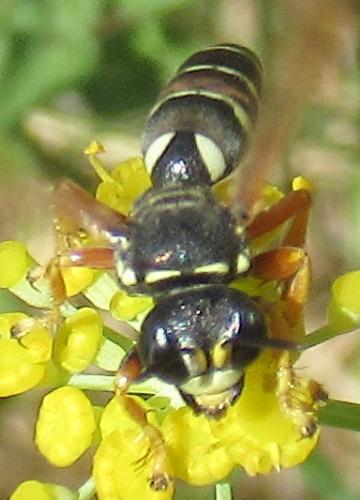 Réf. 273 579 : Psammaecius punctulatus